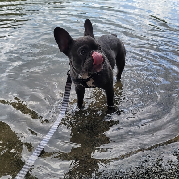 Meet your Posher, Tara - Picture 3 of 5